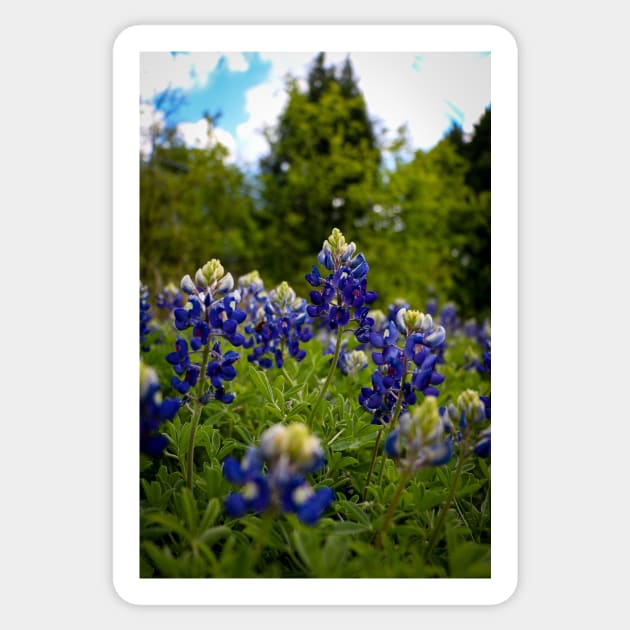 Texas Bluebonnets Sticker by jonesing